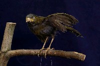 藏品(藪鳥)的圖片